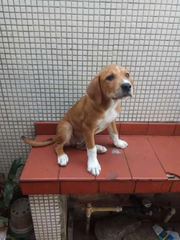Cachorro ra a SRD idade 2 a 6 meses nome Pudim