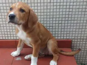 Cachorro raça SRD idade 2 a 6 meses nome Pudim