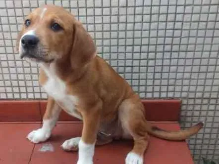 Cachorro ra a SRD idade 2 a 6 meses nome Pudim