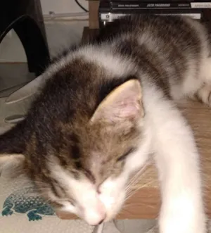 Gato raça Nehuma idade Abaixo de 2 meses nome Julieta