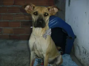 Cachorro raça srd idade 7 a 11 meses nome Brisa
