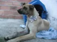 Brisa