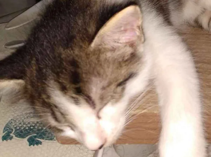 Gato raça Nehuma idade Abaixo de 2 meses nome Julieta