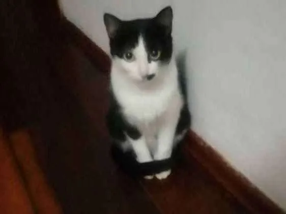 Gato ra a idade 3 anos nome Yoquio