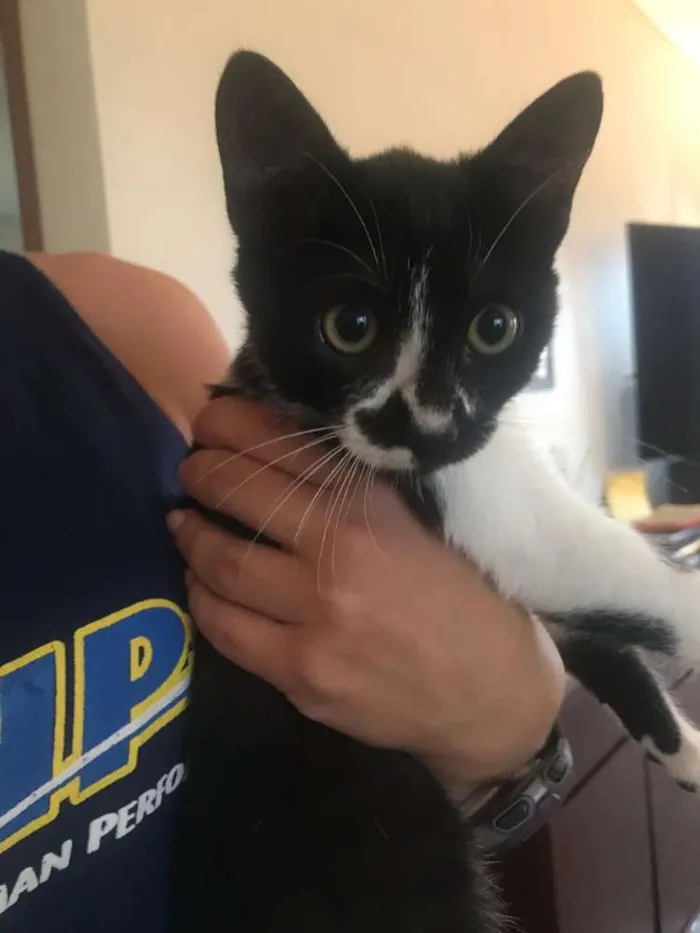 Gato ra a Sem raça  idade 2 a 6 meses nome Fiona