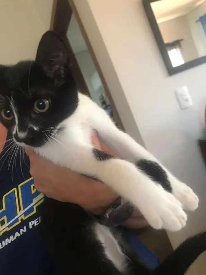 Gato ra a Sem raça  idade 2 a 6 meses nome Fiona