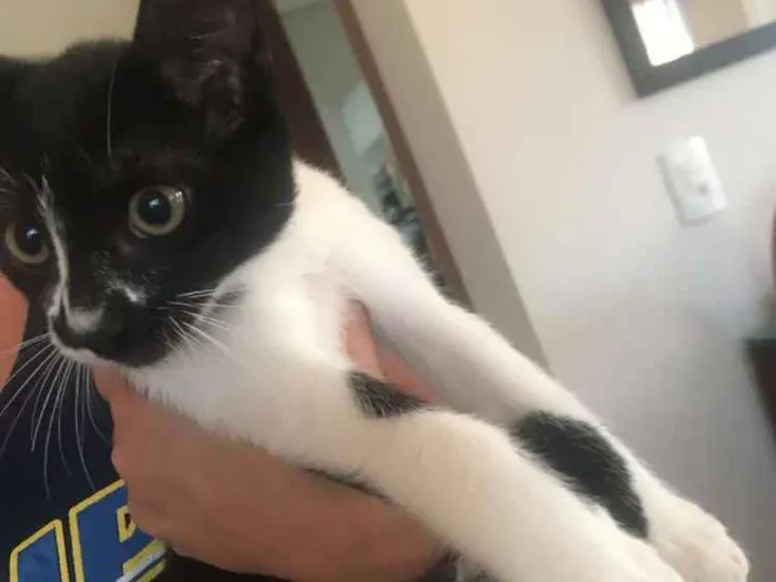 Gato ra a Sem raça  idade 2 a 6 meses nome Fiona