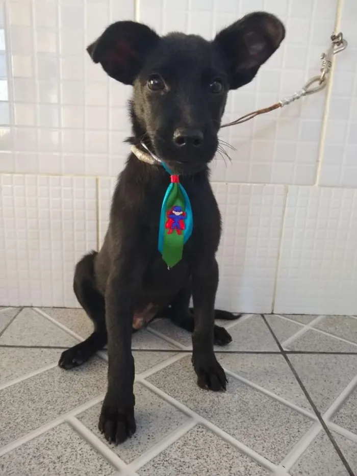 Cachorro ra a ND idade 2 a 6 meses nome Recruta