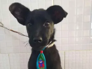 Cachorro raça ND idade 2 a 6 meses nome Recruta
