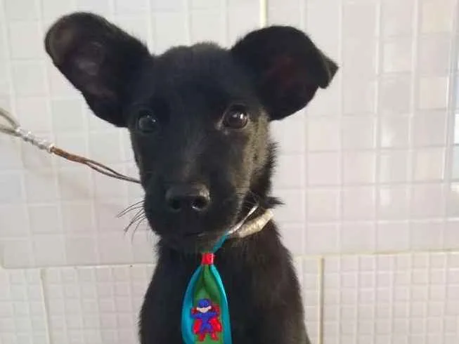 Cachorro ra a ND idade 2 a 6 meses nome Recruta