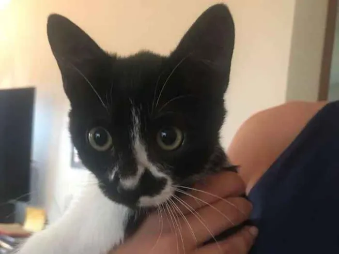 Gato ra a Sem raça  idade 2 a 6 meses nome Fiona