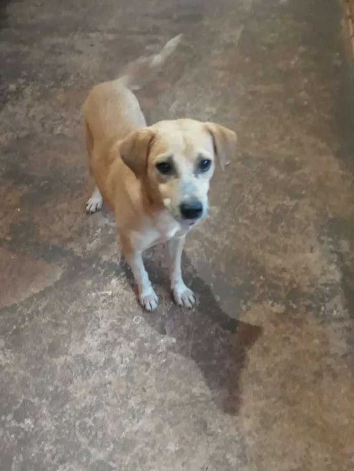 Cachorro ra a Não definida idade 2 anos nome Pikson