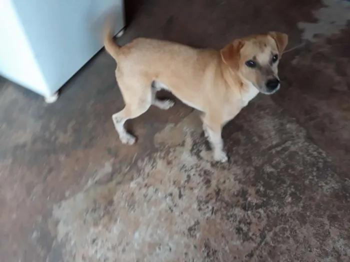Cachorro ra a Não definida idade 2 anos nome Pikson