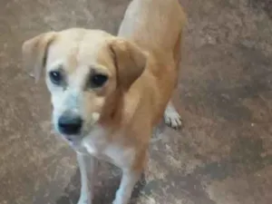 Cachorro raça Não definida idade 2 anos nome Pikson