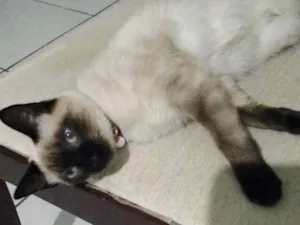 Gato raça Sianês idade 7 a 11 meses nome Mel
