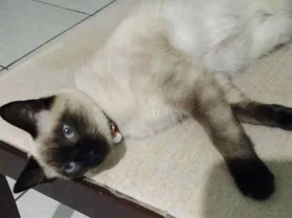 Gato raça Sianês idade 7 a 11 meses nome Mel