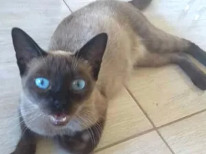 Gato raça siames  idade 1 ano nome sem nome