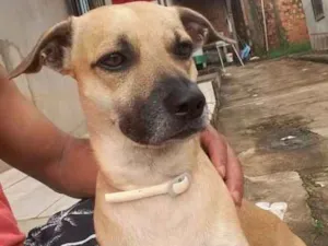 Cachorro raça Não defenida  (vira-lata). idade 2 anos nome Bob