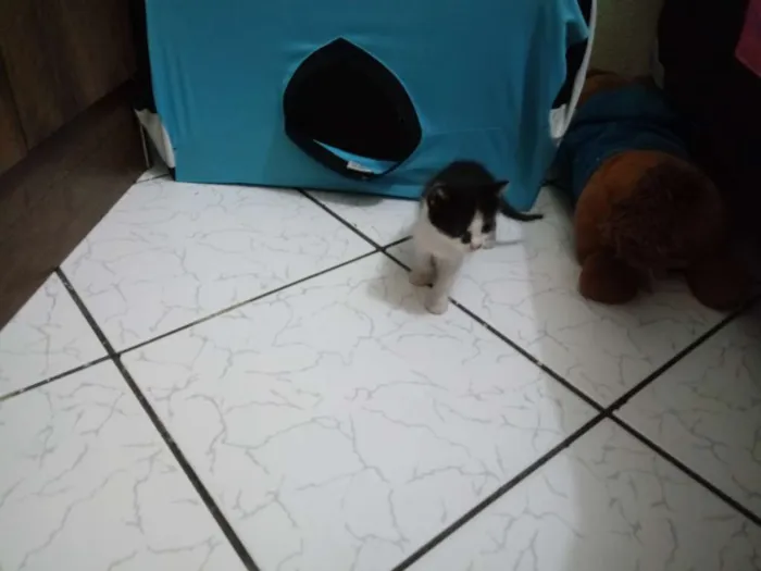 Gato ra a Sem raça idade Abaixo de 2 meses nome Luna