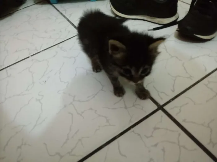 Gato ra a Sem raça idade Abaixo de 2 meses nome Luna