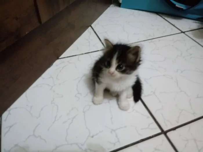 Gato ra a Sem raça idade Abaixo de 2 meses nome Luna