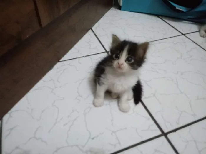 Gato ra a Sem raça idade Abaixo de 2 meses nome Luna
