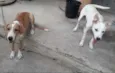 Branquinha e spaik
