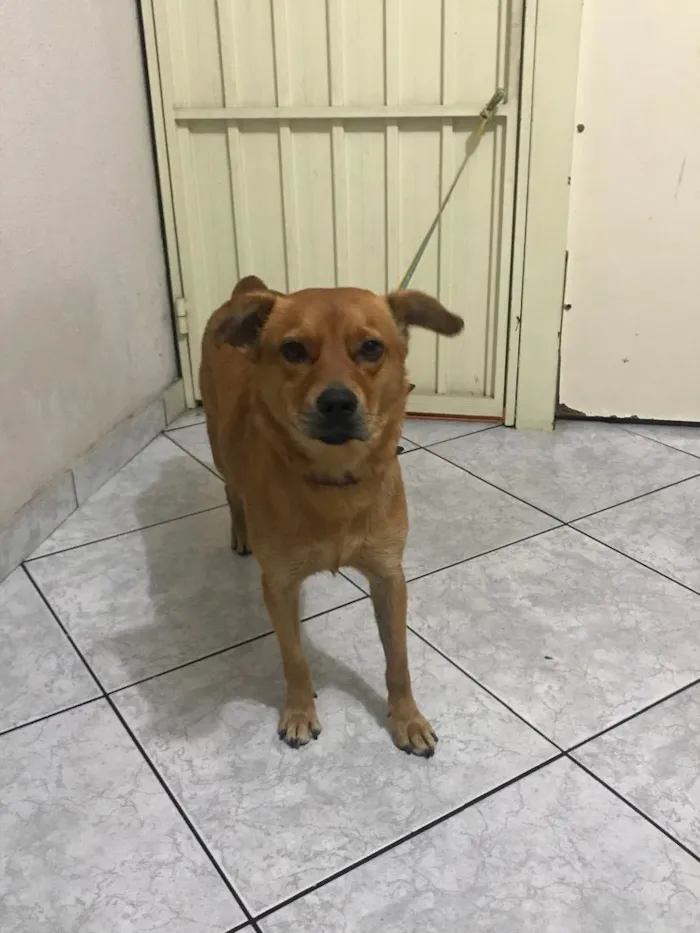 Cachorro ra a Vira lata  idade 2 anos nome Poliana