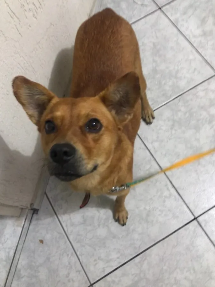 Cachorro ra a Vira lata  idade 2 anos nome Poliana