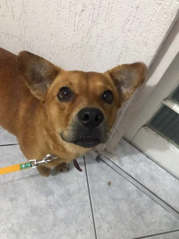 Cachorro ra a Vira lata  idade 2 anos nome Poliana