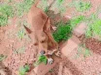 Cachorro raça Cofap idade 2 anos nome Meg