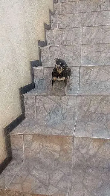 Cachorro raça Pinscher  idade 6 ou mais anos nome Lilica