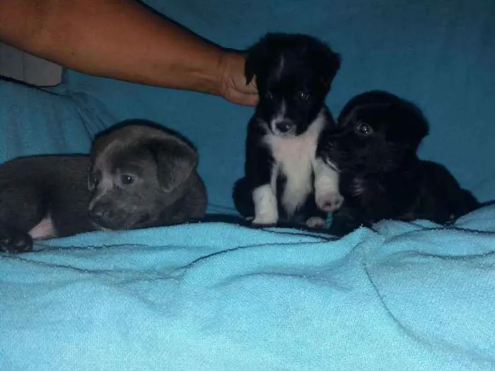 Cachorro raça Não tem idade Abaixo de 2 meses nome Não possuem nomes