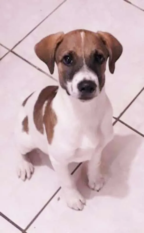 Cachorro ra a SRD idade 2 a 6 meses nome DEREK