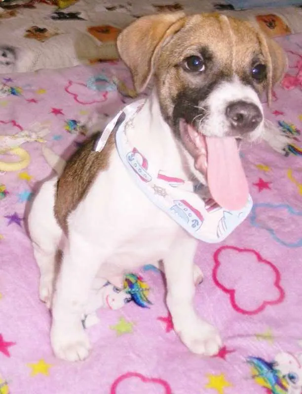 Cachorro ra a SRD idade 2 a 6 meses nome DEREK