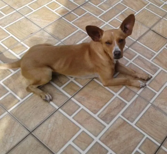 Cachorro ra a SRD idade 2 anos nome Marley