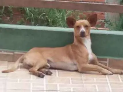 Cachorro ra a SRD idade 2 anos nome Marley