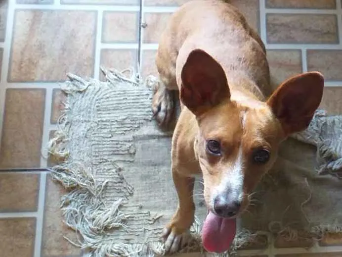 Cachorro ra a SRD idade 2 anos nome Marley