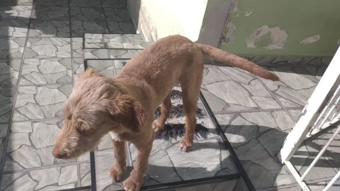 Cachorro ra a Vira lata idade 7 a 11 meses nome Kovu e Glória 