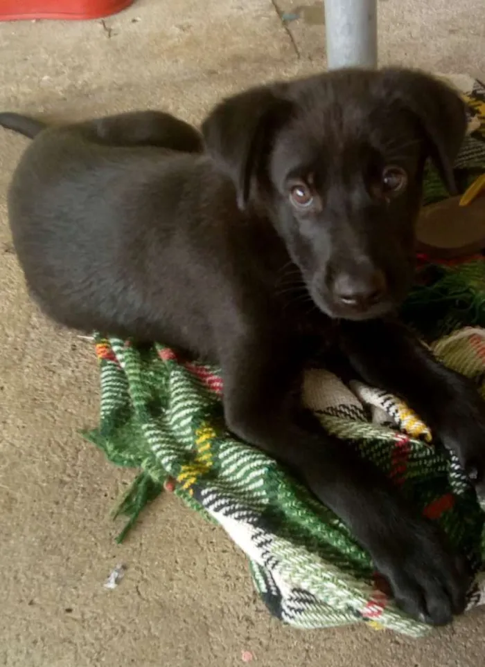 Cachorro ra a Mestiço belga com vira lata idade 2 a 6 meses nome Max