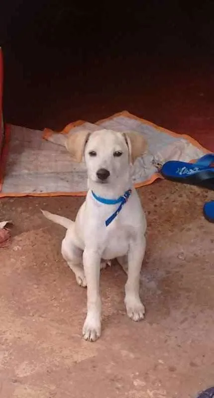 Cachorro ra a Desconhecida idade 2 a 6 meses nome Não tem