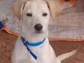 Cachorro ra a Desconhecida idade 2 a 6 meses nome Não tem