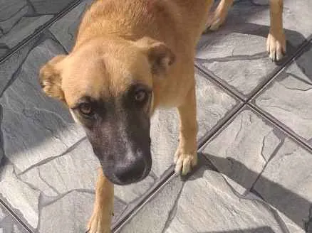 Cachorro ra a Vira lata idade 7 a 11 meses nome Kovu e Glória 