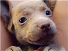 Cachorro raça Salsicha misturado com poodle idade 2 a 6 meses nome Sem  nome