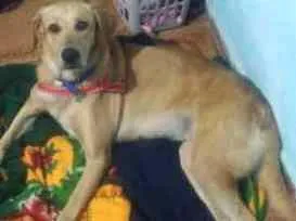 Cachorro raça Indefinida idade 2 anos nome Havenna