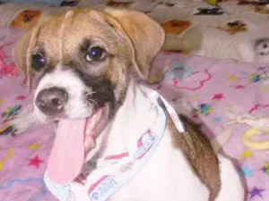 Cachorro raça SRD idade 2 a 6 meses nome DEREK