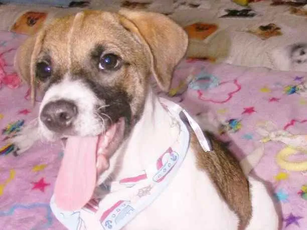 Cachorro ra a SRD idade 2 a 6 meses nome DEREK