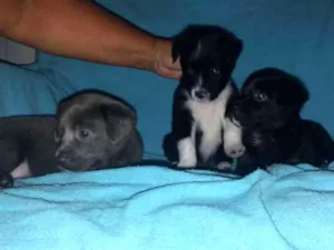 Cachorro raça Não tem idade Abaixo de 2 meses nome Não possuem nomes