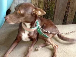 Cachorro raça Sem raça definida idade 2 anos nome Ketty