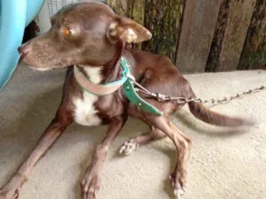 Cachorro raça Sem raça definida idade 2 anos nome Ketty